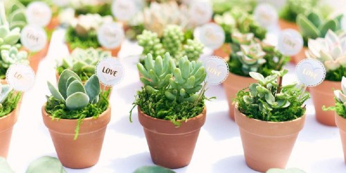 20 Potted Succulents Only $32 Shipped on HomeDepot.online (Regularly $47)