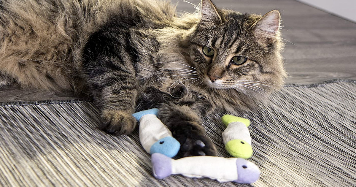 cat laying on floor with three fish shaped cat toys