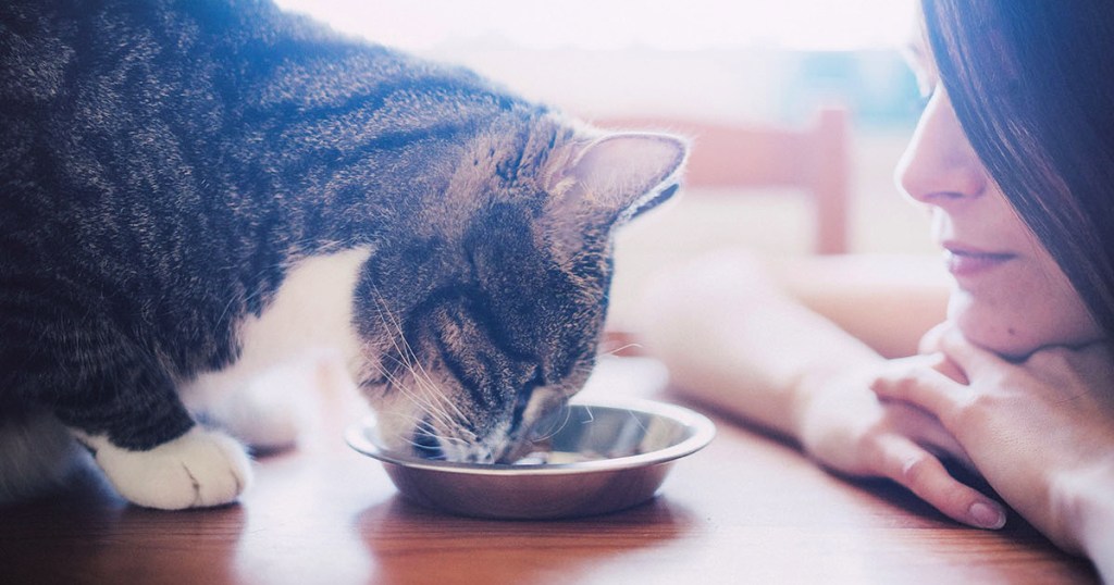 cat eating cat food with woman watching