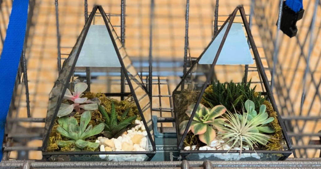 Geometric Terrariums in cart at ALDI