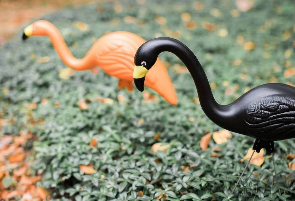 one orange flamingo and one black flamingo