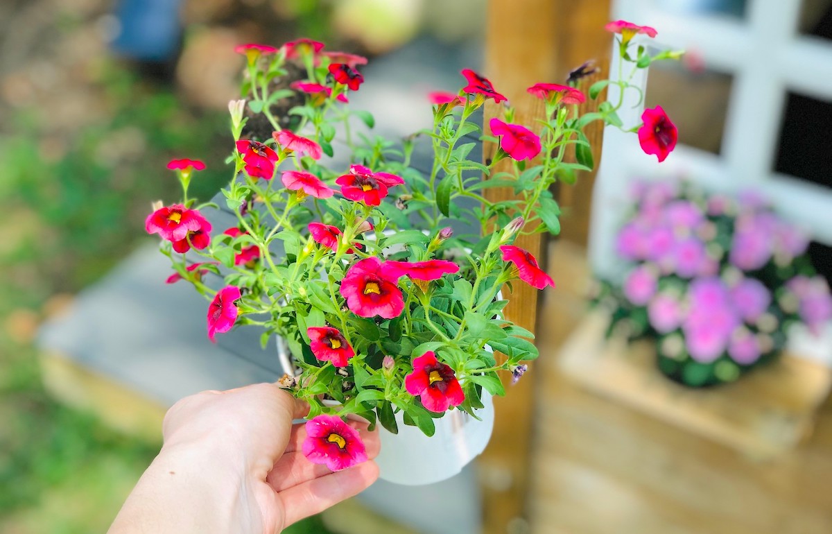 hand holding a white pot of pink flowers outside