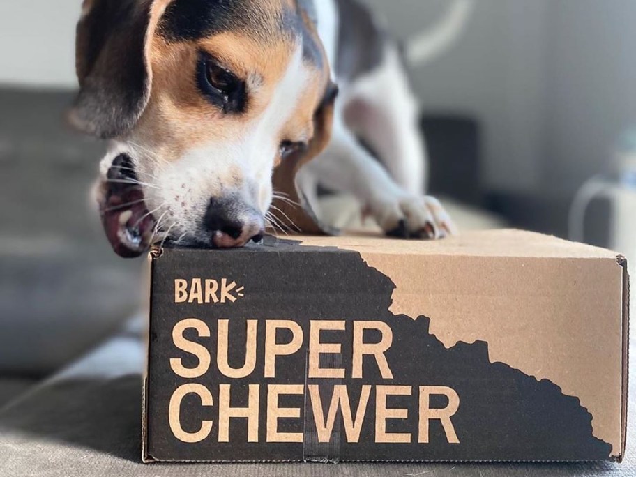 dog biting subscription box