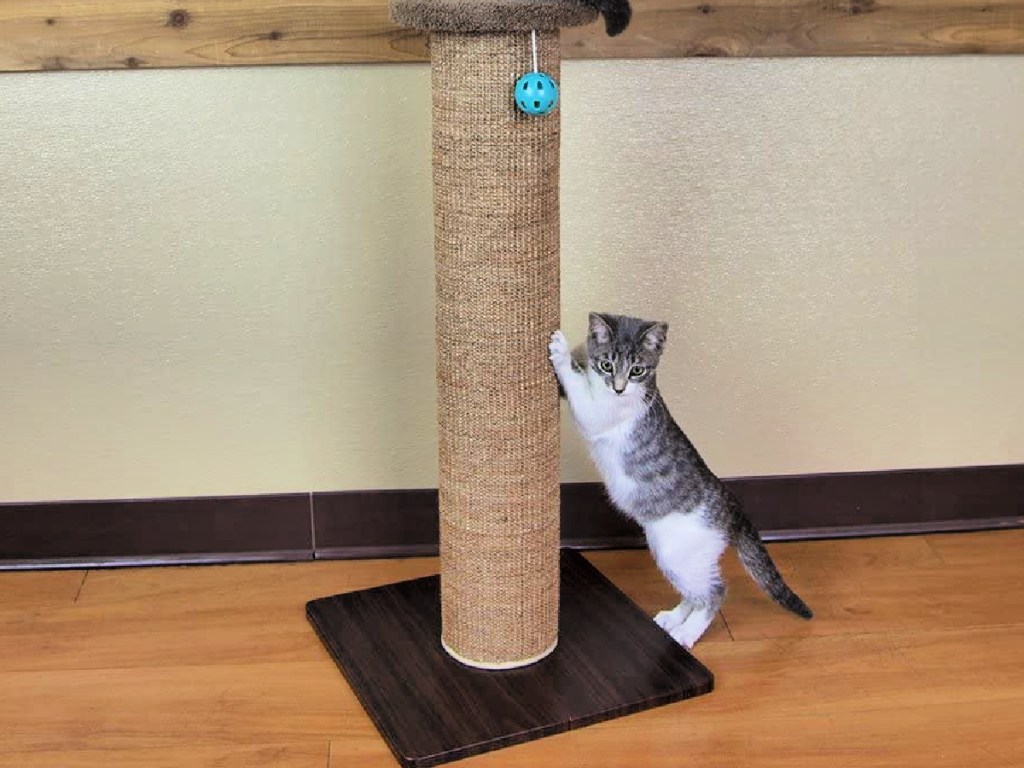 Kitty City XL Wide Premium Scratching Post