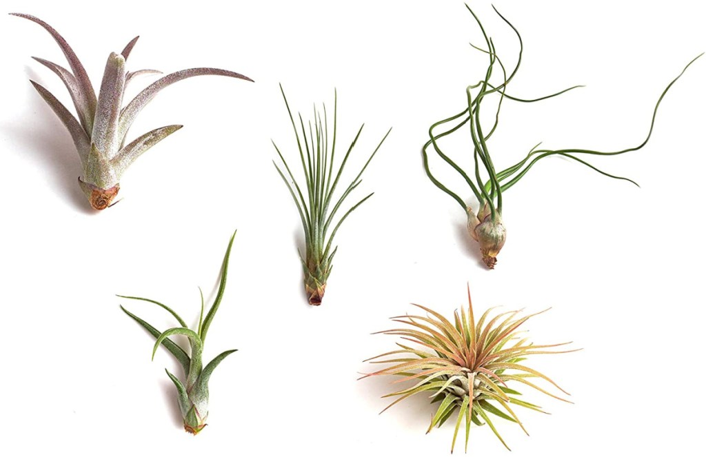 Shop Succulents Live Air Plants Hand Selected Variety 5-Pack