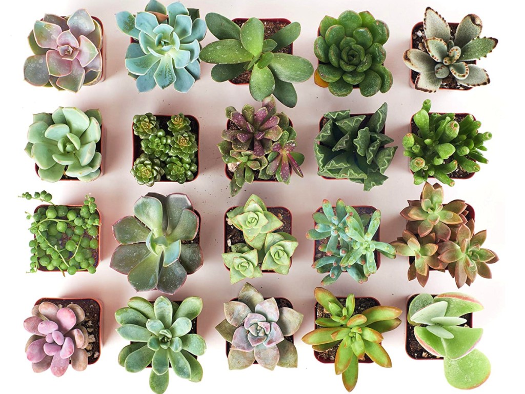 Shop Succulents Unique Collection Hand Selected Variety 20-Pack of Mini Succulents