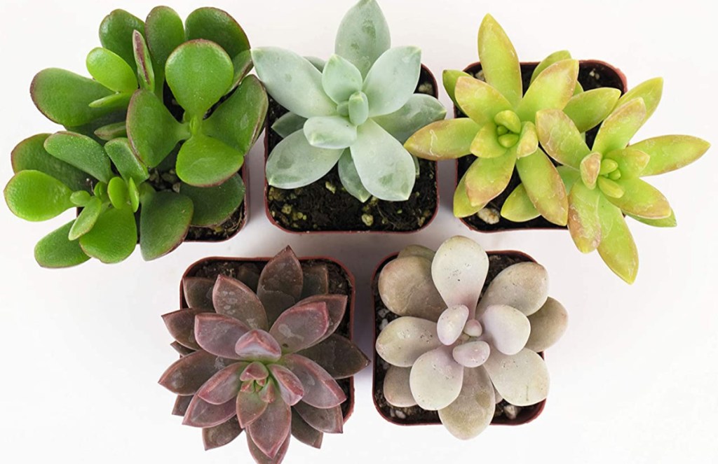 Shop Succulents Unique Collection Hand Selected Variety 5-Pack of Mini Succulents