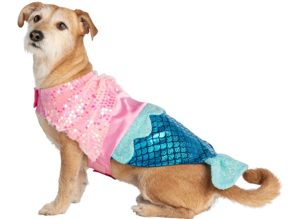 dog in mermaid costume