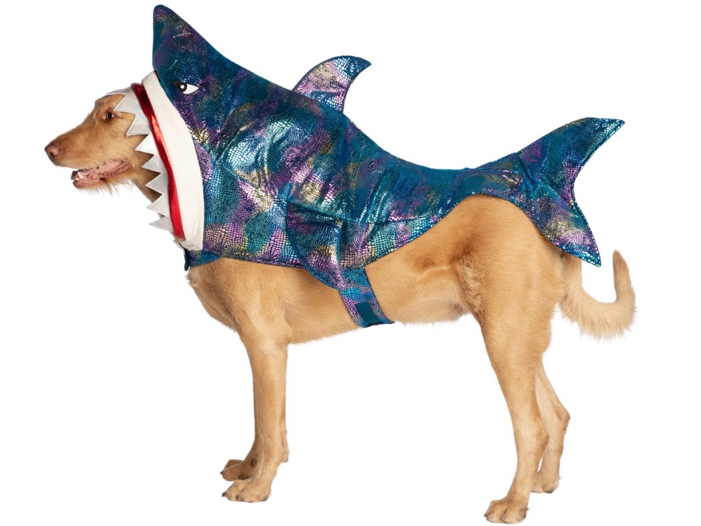 dog in shark costume