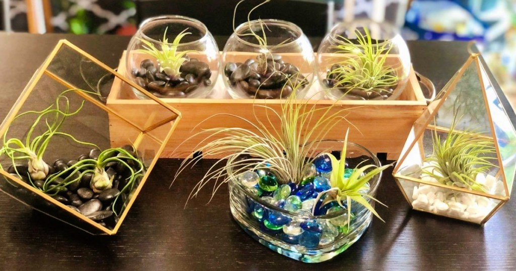 air plants in cute platers on coffee table