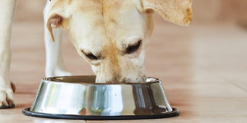 Authority Dry Dog Food 34-Pound Bags Just $19.99 on Chewy.online (Regularly $40)