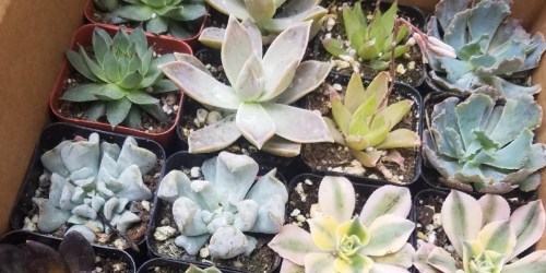 Live Succulents 20-Pack Only $15.63 on Amazon (Just 78¢ Each) | Easy to Care for & Perfect for Gifting!