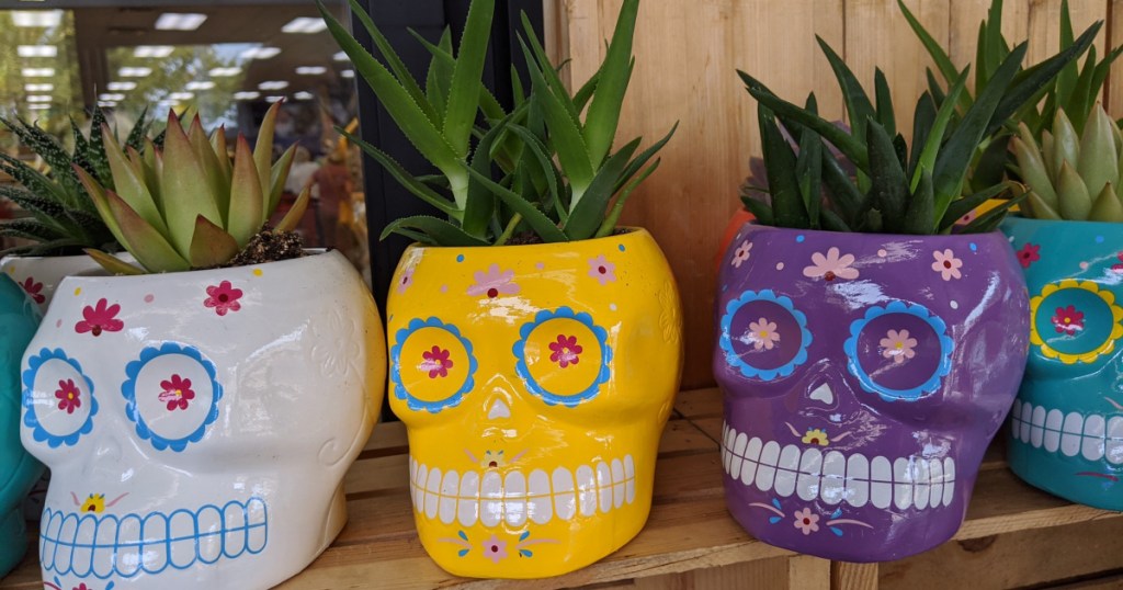 sugar skull plants succulents at trader joes