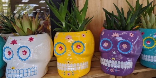 Sugar Skull Planters w/ Live Succulents Just $3.99 at Trader Joe’s