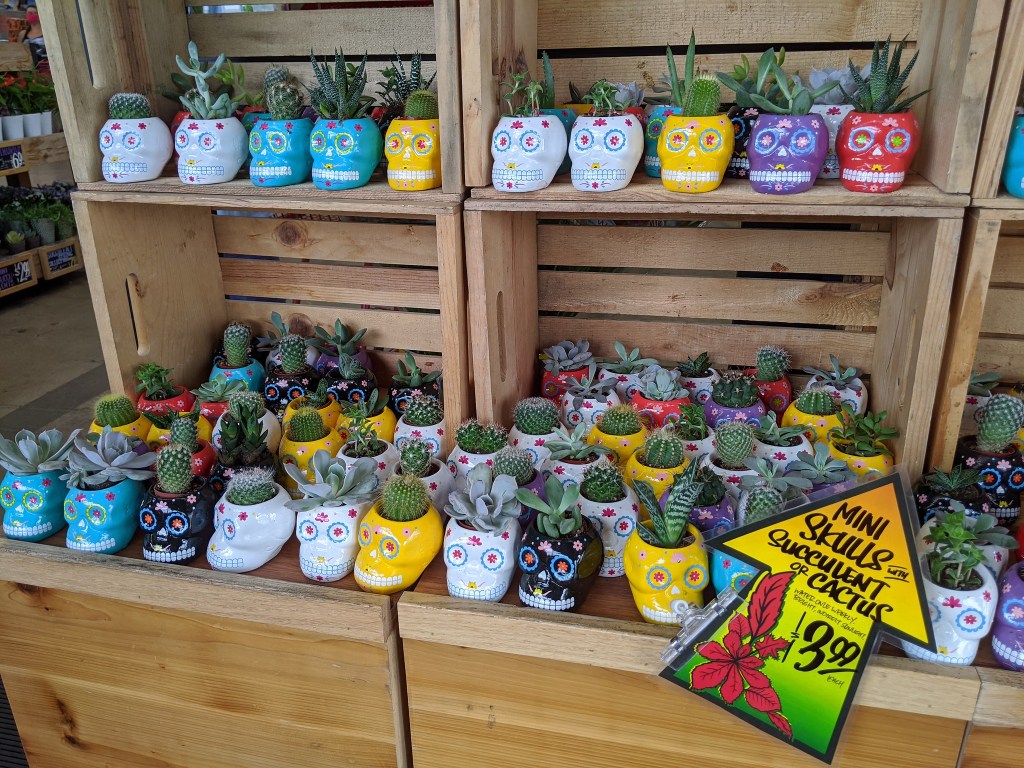 sugar skull succulents at trader joe's