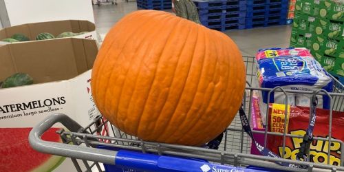 Large 20-Pound Pumpkins Only $5.99 at Sam’s Club or Costco