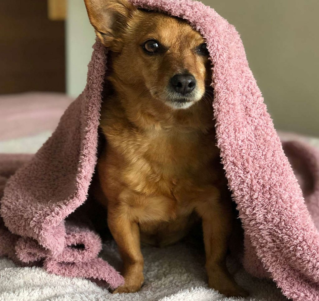 brown dog uner a pink plush throw blanket on bed