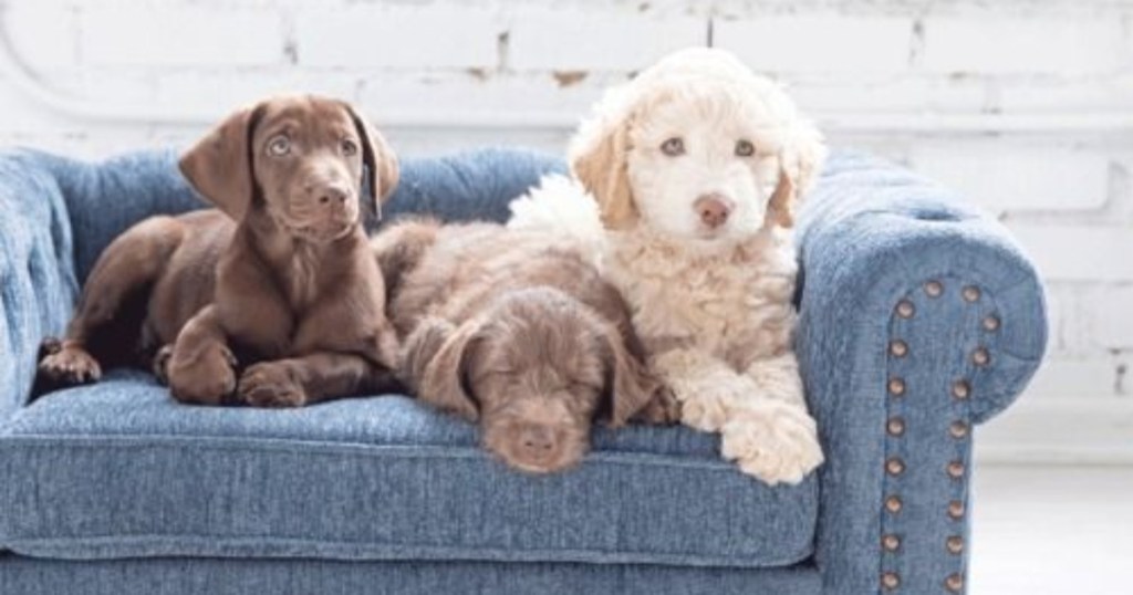 dogs on blue chaise lounge