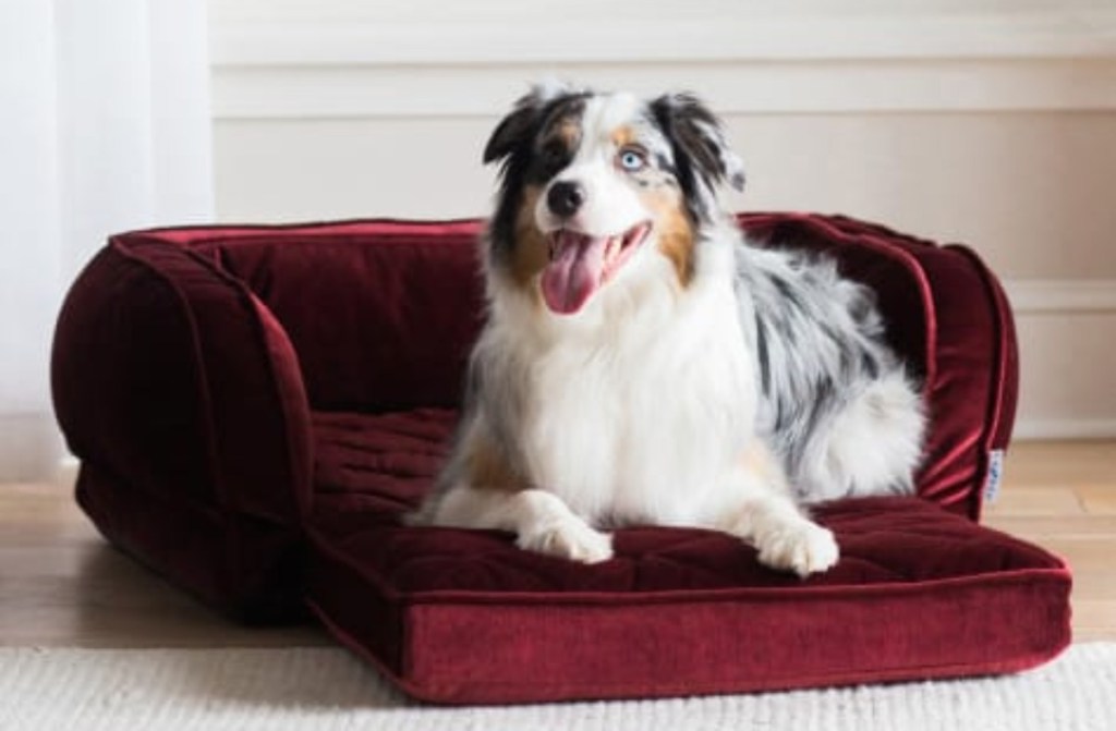 dog on fold out dog bed