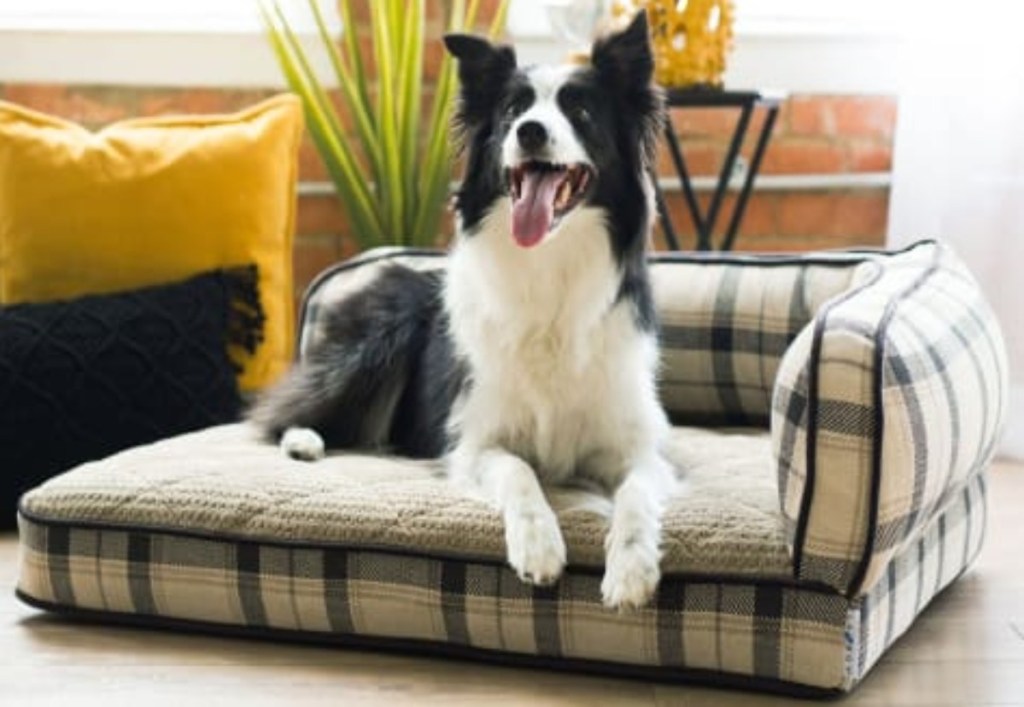 dog on dog bed