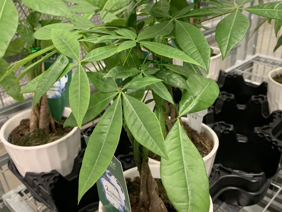 Money Tree in pot in store