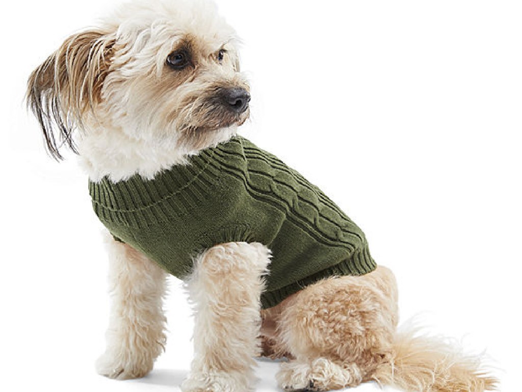 little dog wearing green sweater