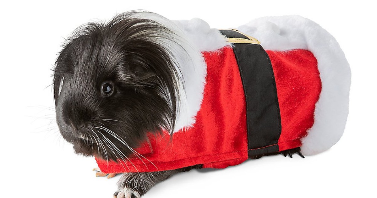 Guiney Pig in Santa suit