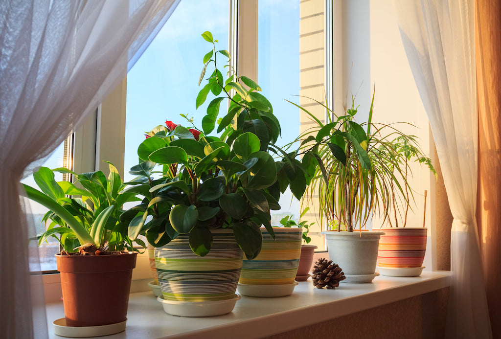 indoor plants on window ledge 