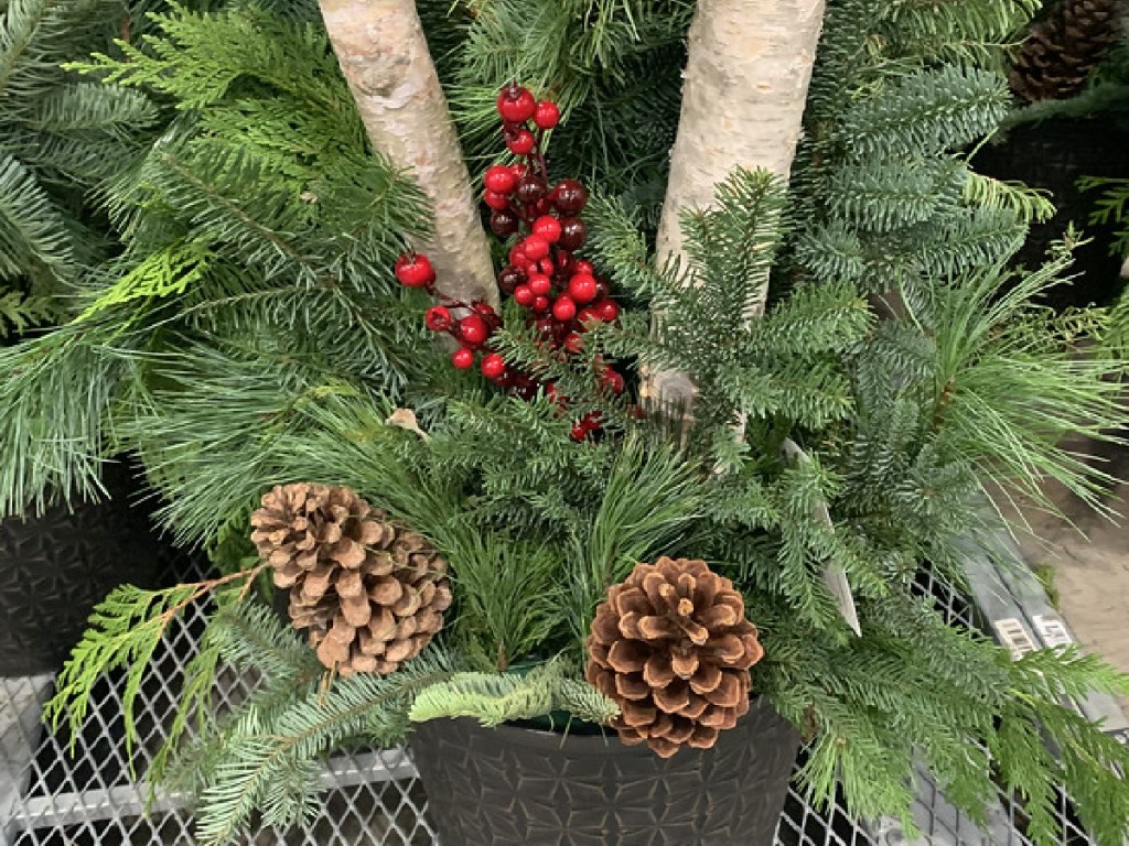 large potted plant with pine, berries and logs