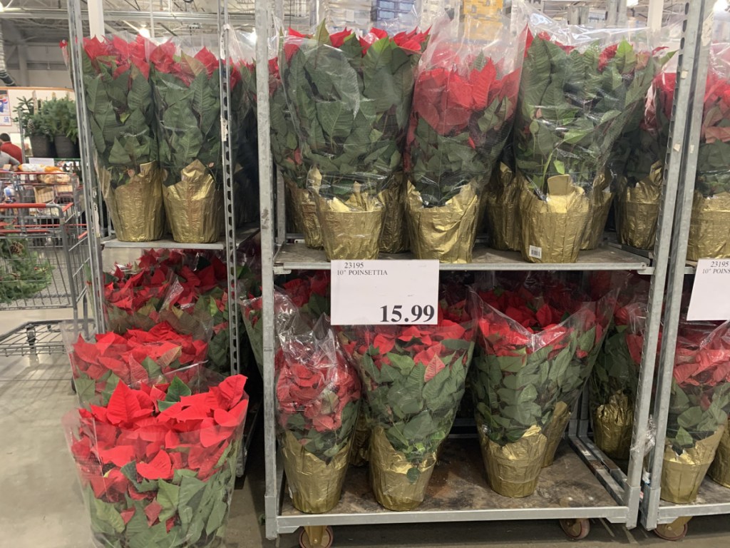 store display of potted poinsettias