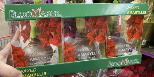 Waxed Amaryllis Bulbs 3-Count Just $19.99 at Costco | In-Store Only