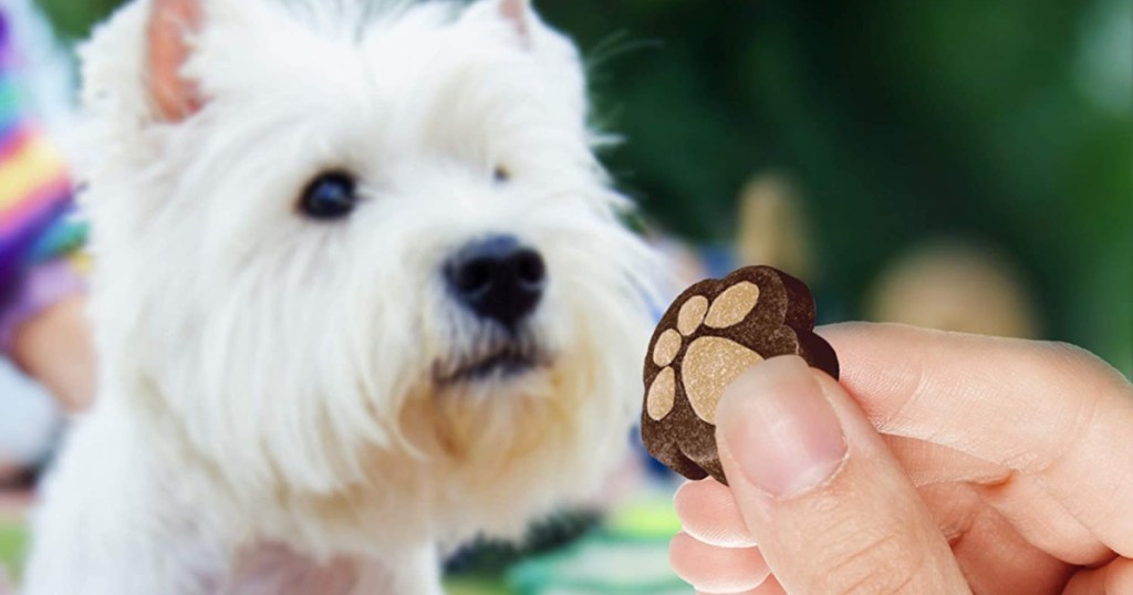 hand holding dog treat to white dog