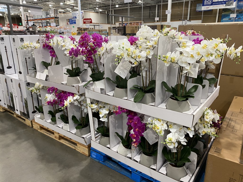 Orchids on display in Costco warehouse