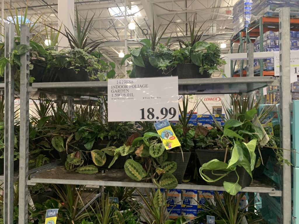 shelf full of plants at Costco