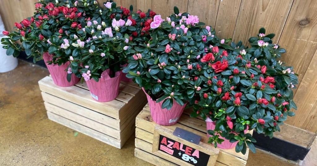 Trader Joe's Azaleas