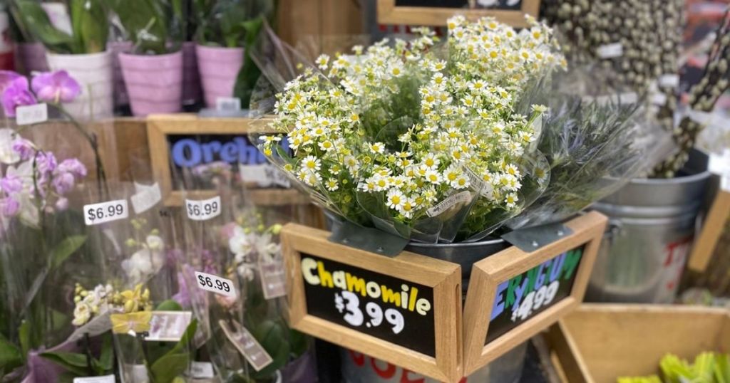 Trader Joe's Chamomile