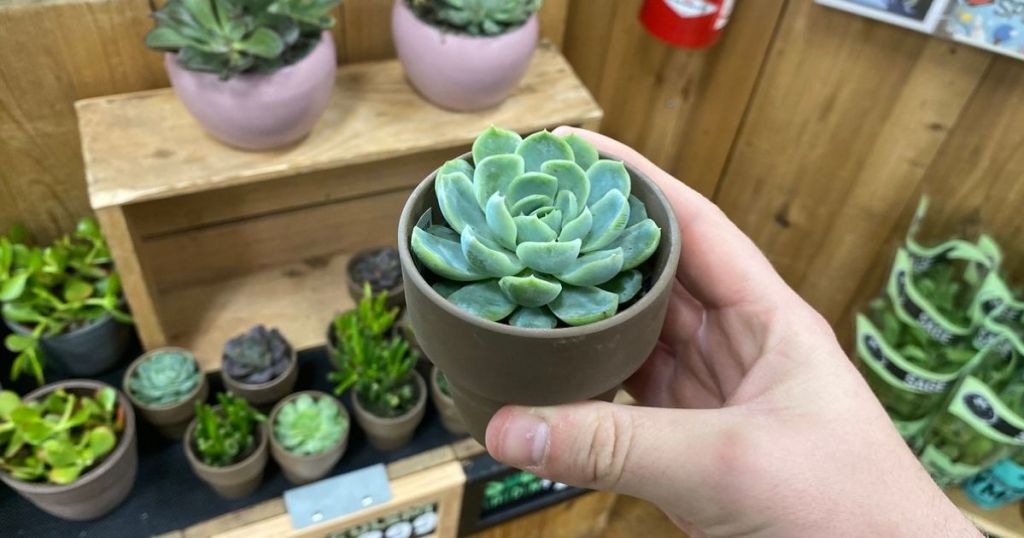 hand holding Trader Joe's Succulents