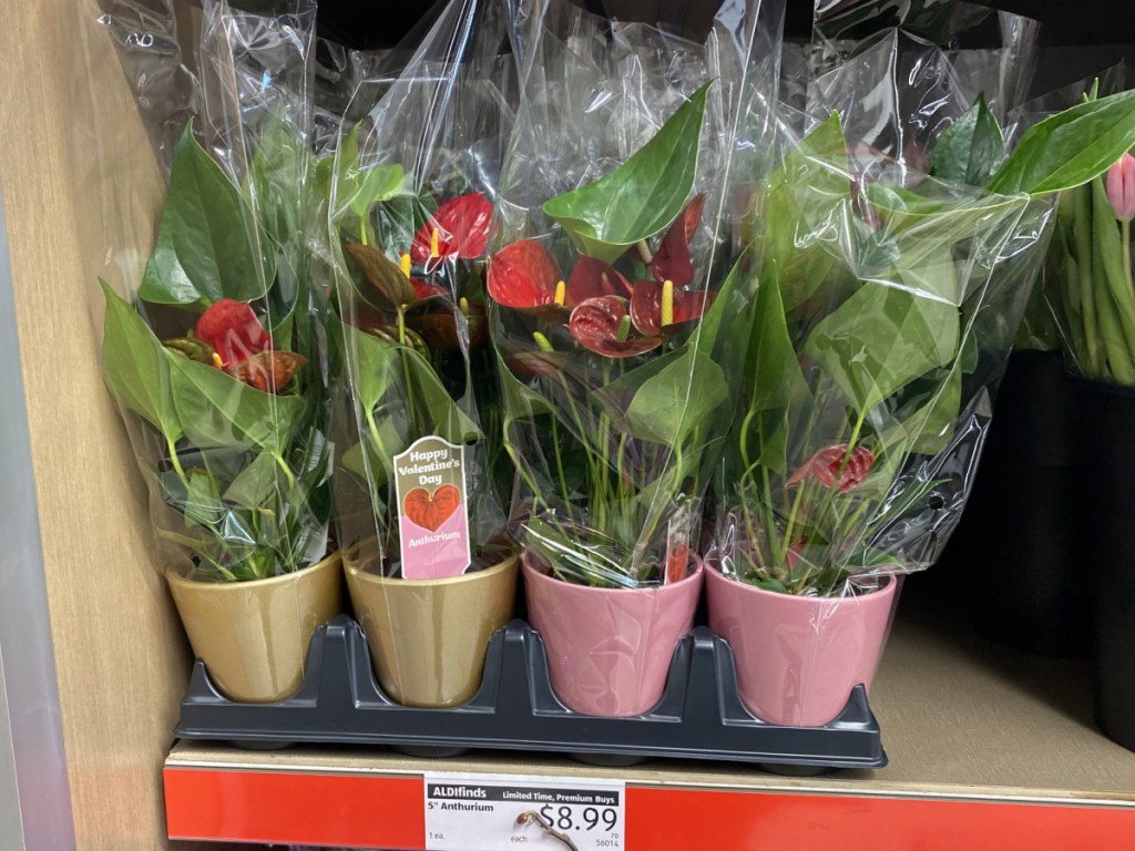 5" Anthurium at ALDI