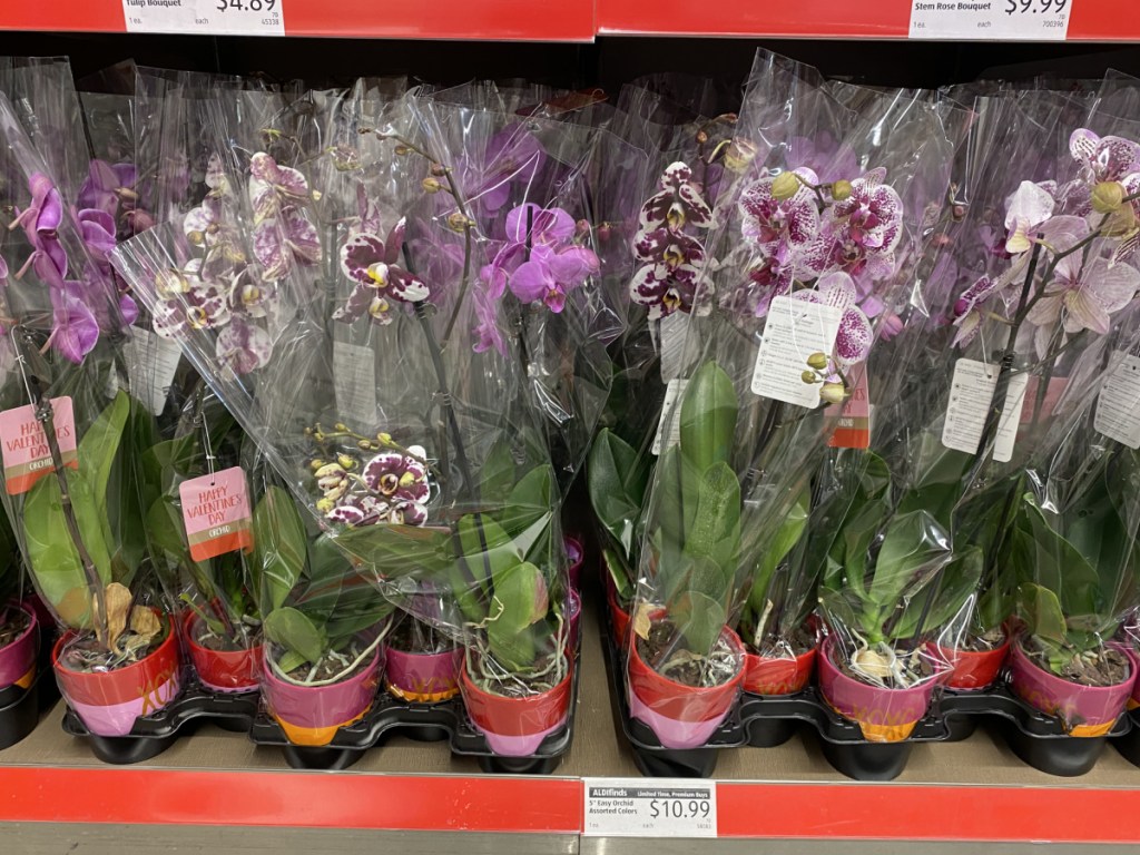 potted orchid plants at ALDI