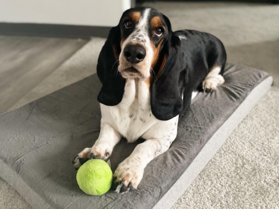 dog on memory foam bed with green ball