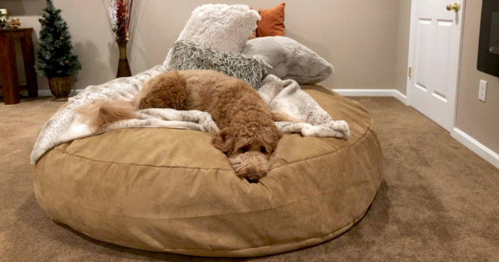 beige dog blending into beige bean bag chair on floor