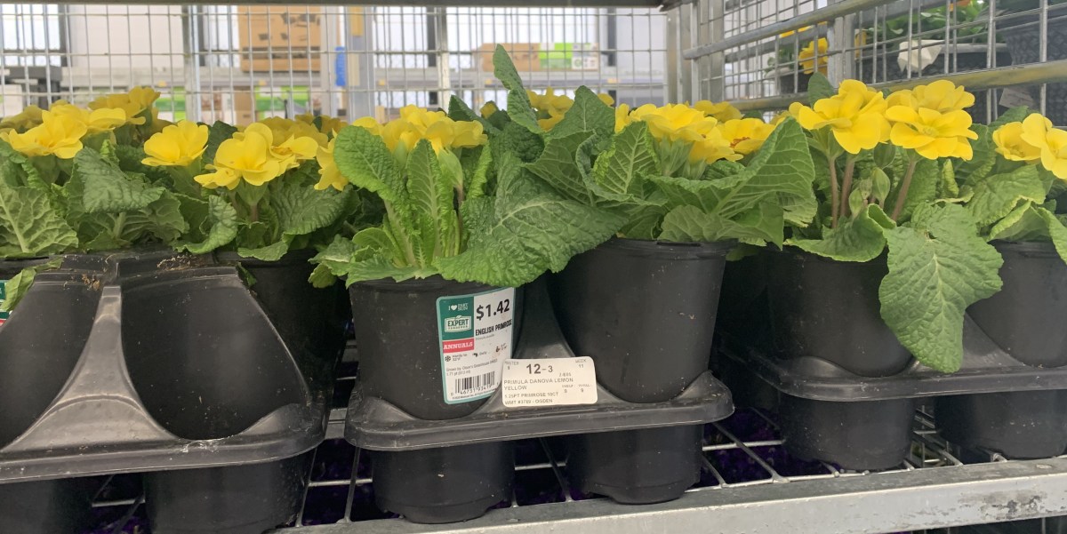 English Primrose at Walmart 