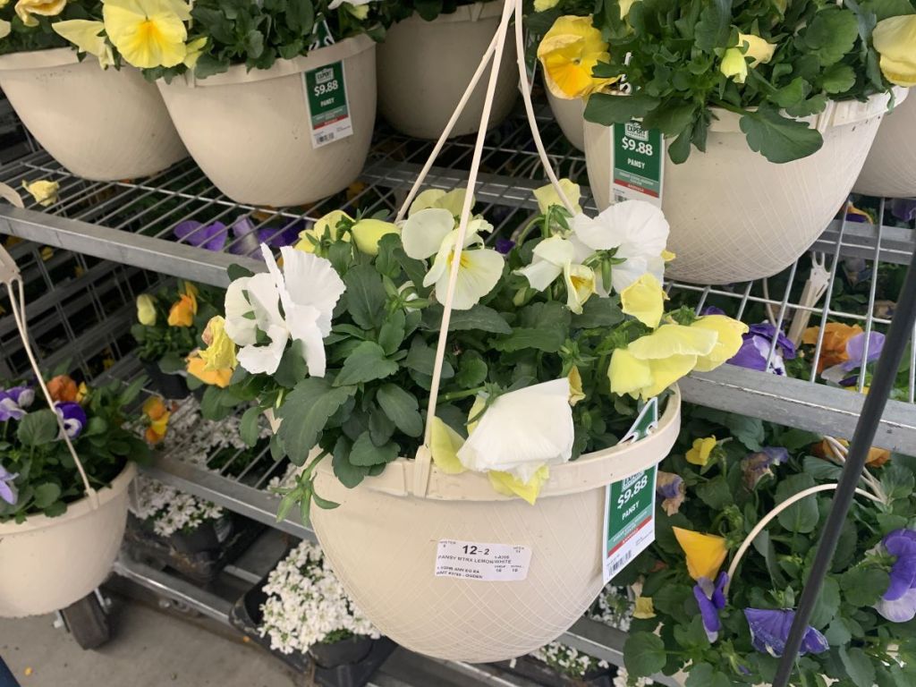 Pansy Hanging Flower Basket