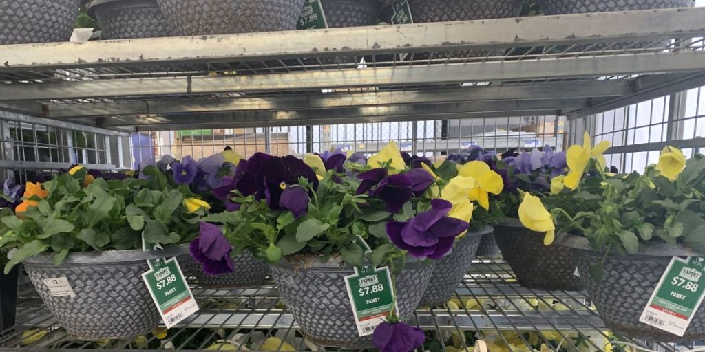 Pansy's at Walmart