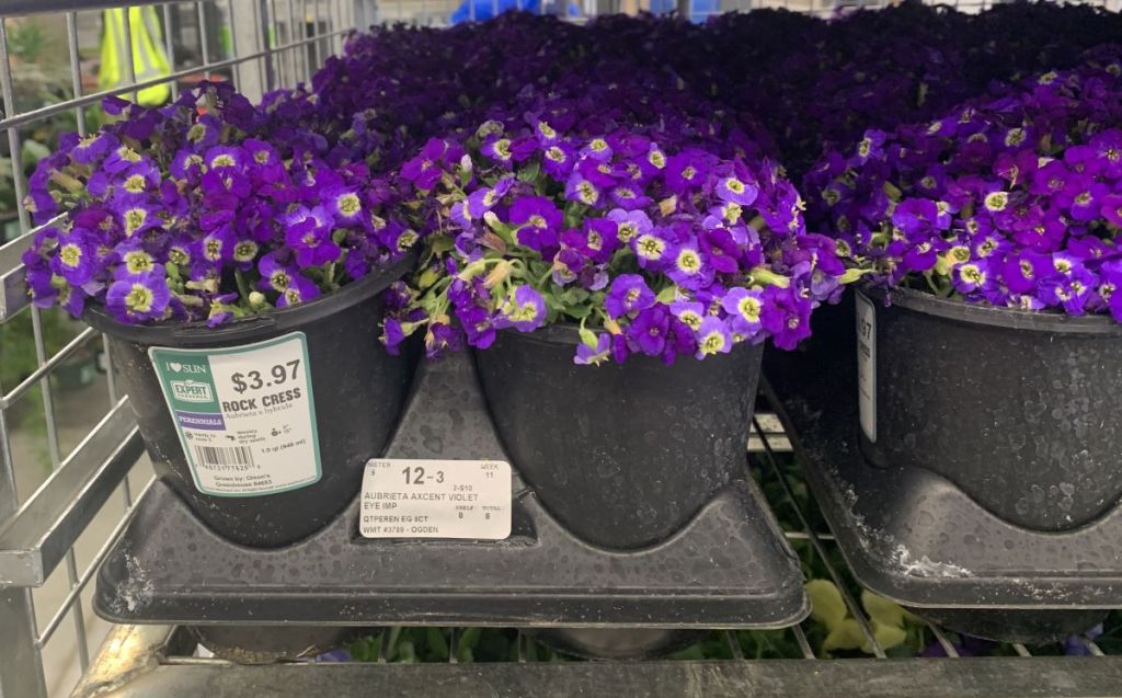 Rock Cress plants at Walmart