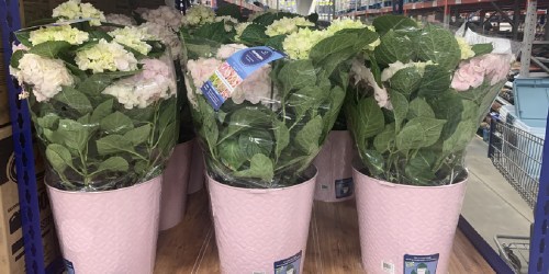 Hydrangea Planters Only $19.98 at Sam’s Club | Great for Gifting