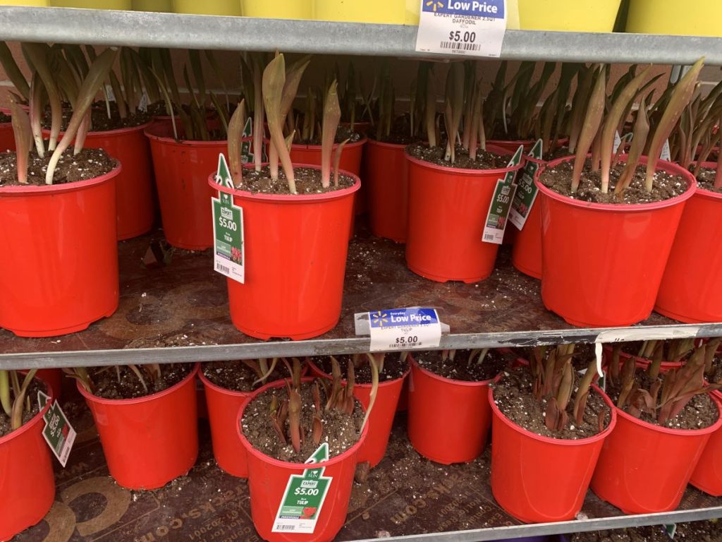 pots with tulip bulbs in them at Walmart