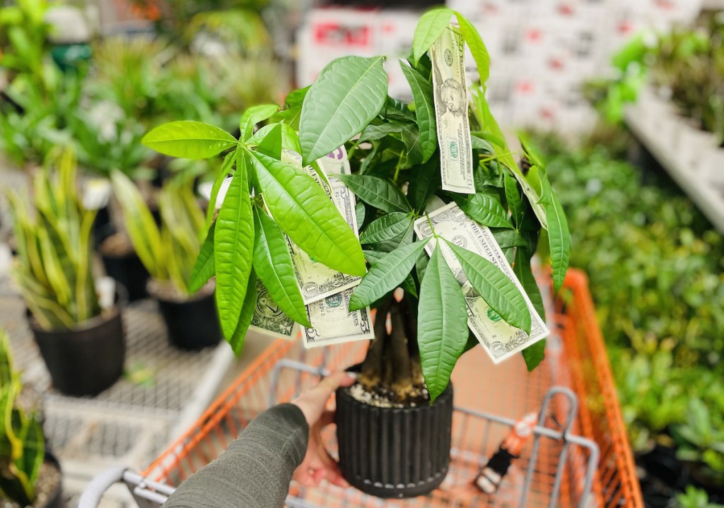 hand holding green money tree with cash on it