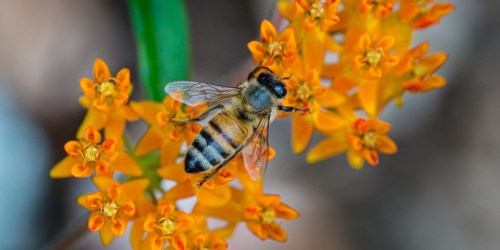 Request FREE Wildflower Seed Packs