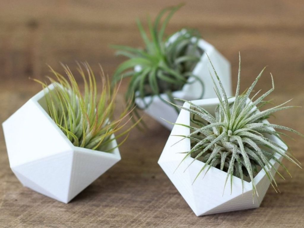 three fresh air succulents in small geometric planters